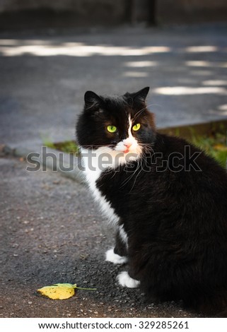 black and white cat with green eyes, selective focus