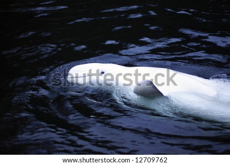 beluga whale clipart. Beluga+whale+clipart