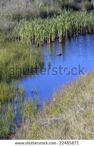 Swamp and Reeds in the pacific northwest in summer
