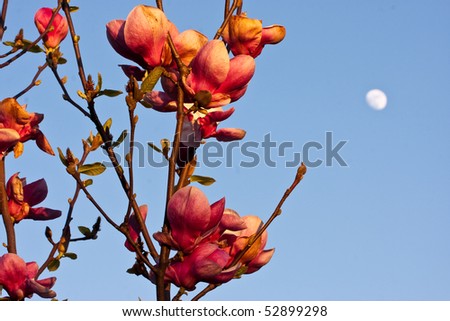 pink magnolia flowers and moon