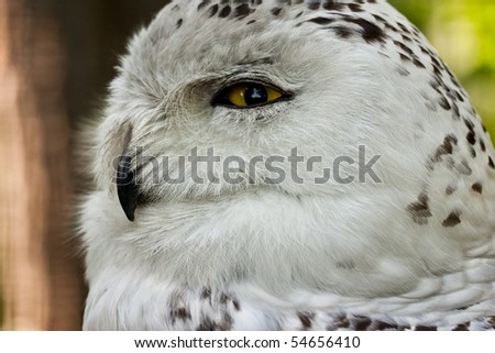 snow owl bird