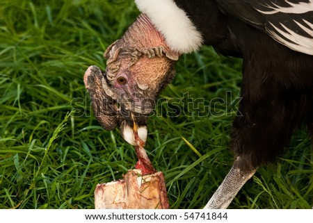 Andean Condor Eating