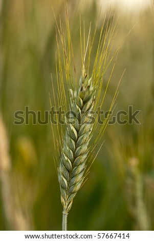 green barley ear