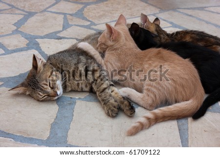 The cat feeds a kittens