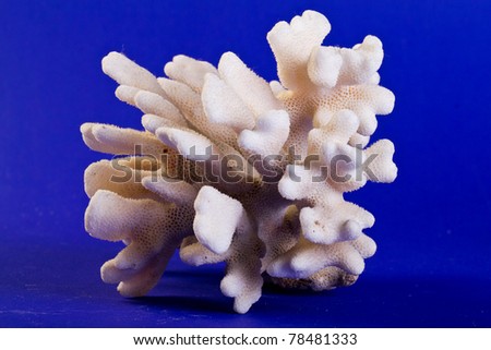 white coral isolated on blue