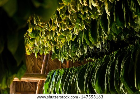 Vinales Cuba drying tobacco leaf in a farm producing tobacco