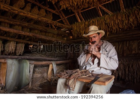 VINALES, CUBA - MARCH 02: Unidentified farmer shows how to prepare a cigar from tobacco leaves in Vinales, on March 02, 2011. Cuba has the second largest area planted with tobacco in the world..