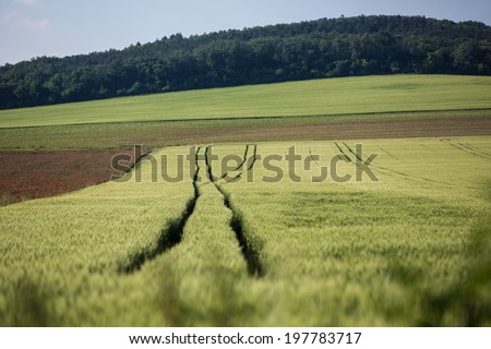 Wheat plantation in agricultural field in Hungary