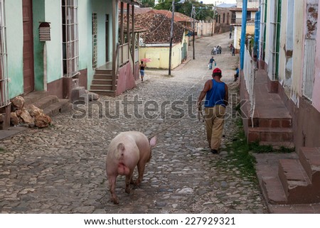 TRINIDAD, CUBA - MARCH 08 : Street scene with a man and a pig on 08 March 2011, Trinidad, Cuba.