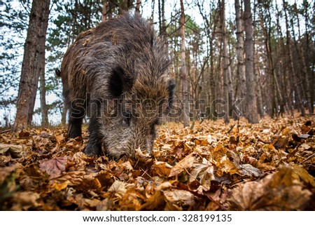 Wild boar in the forest (Sus scrofa)