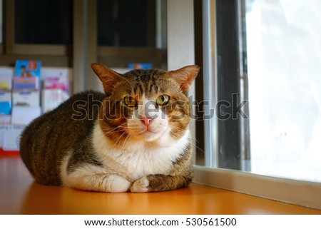 A Cat sit near the window and looking