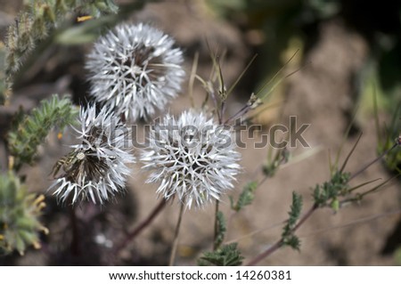 Desert Wildflowers California