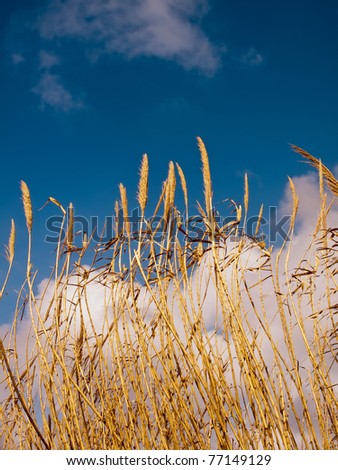 tall grass and clouds