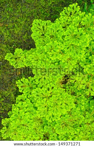 Green ferns pattern in tropical forest.