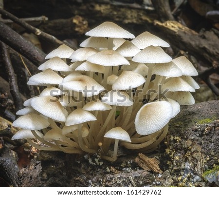 White forest mushroom in rain forest, Thailand.