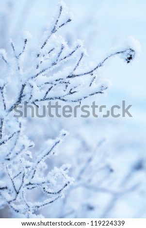 frozen winter plant