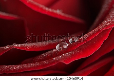two water drops on red rose