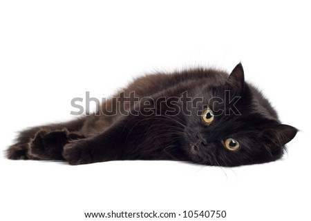 Black Cat Lying