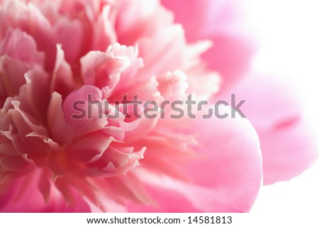 Peony Flowers on Abstract Pink Peony Flower Isolated Stock Photo 14581813