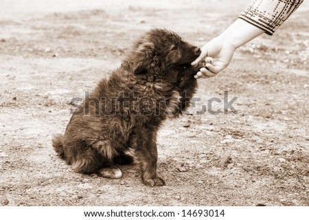 lonely homeless dog and helping human hand