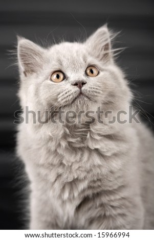 british kitten looking up over black background