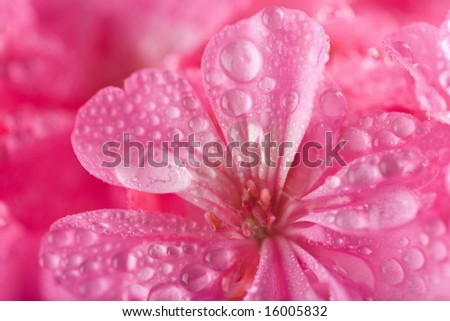macro of pink geranium flowers with water droplets