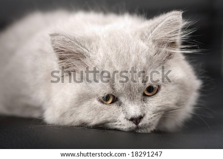 sleepy british kitten over black background