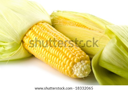 closeup of fresh maize corns isolated