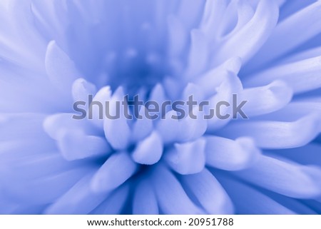 blue chrysanthemum background