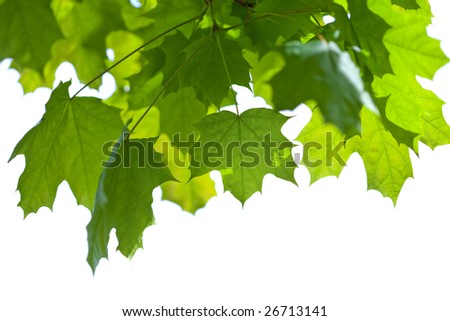 maple leaves isolated