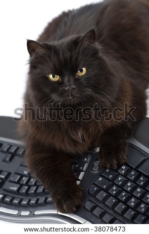 Cat And Computer