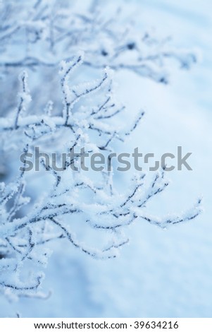 beautiful frozen winter plant