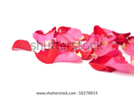 stock photo : red and pink rose petals isolated