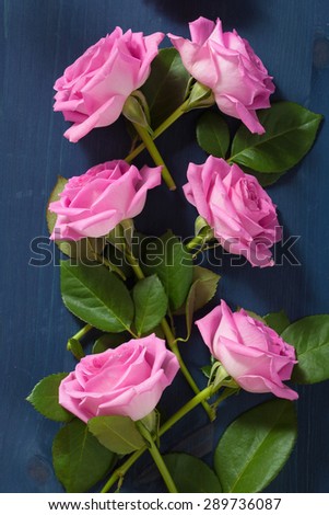 pink rose flowers over dark blue background