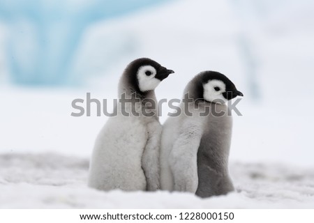 Emperor Penguin Chicks are BFFs.  This pair of baby penguins was inseparable.  How doe s the heart not respond to such examples of friendship?