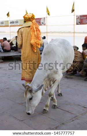 VARANASI, INDIA - MAY 15: Unidentified indian priest with cow near holy river Ganga May 15, 2013 in Varanasi, India.  According to legend, Varanasi was founded by Lord Shiva.
