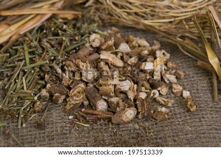Dried natural wild chicory (dry medicinal herbs)