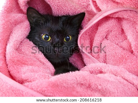 Cute black soggy cat after a bath, funny little demon