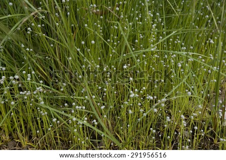 Grass Meadow Close-Up. Flowery Meadow