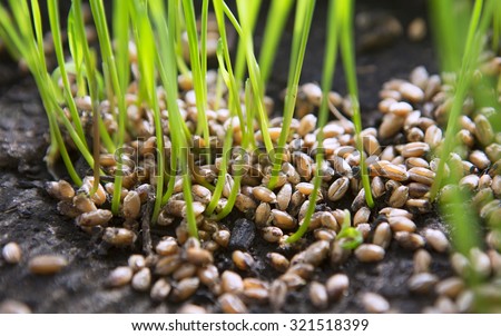 Wheat Seeds, a Raw Food Diet. Healthy Vegetarian Food concept: Germination of Wheat at home, Growing