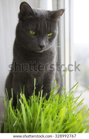 A Healthy Diet for Pets. Cute gray Cat with Wheat Green Seeds, Germination of Wheat at Home (on the balcony), Growing. Green Grass for Cats