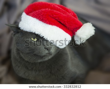 Funny Gray Cat Santa - Cute Christmas Cat, Christmas pet with Santa Claus hat