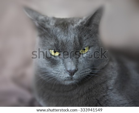 Male Cat Portrait, Poker Face. Fierce Brutal Grumpy Cat. Real predator, Funny Pets