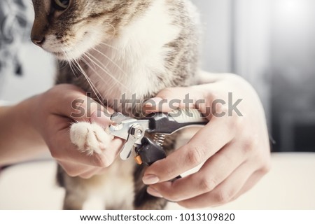 cat claw care, hands scissors claws cat, doctor shearing cat's claws, close-up