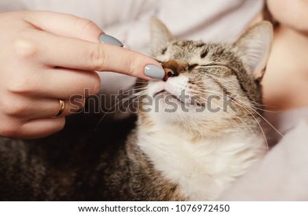 happy cat, owner is stroking the cat,  cat sniffs the owner\'s finger