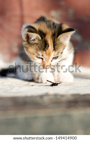 Little kitten playing with a butterfly