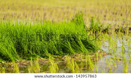 Rice field in early stage at thailand