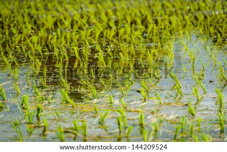 Rice field in early stage at thailand