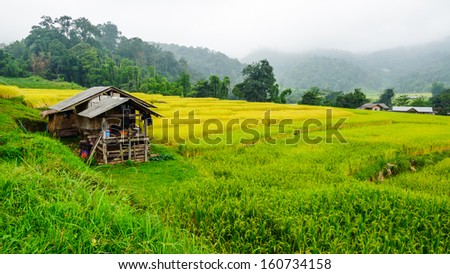 Green Terraced Rice Field in Chiangmai, Doi Inthanon National Park Thailand.