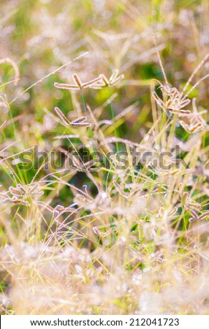 Flower grass at relax evening  time and defocused background.